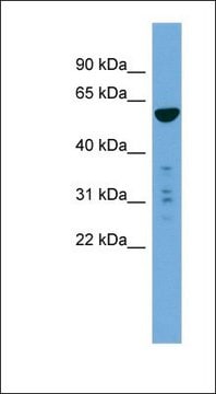 Anti-PTDSS2 antibody produced in rabbit affinity isolated antibody