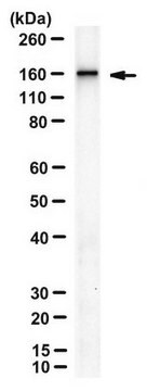 Anti-RIP140 Antibody, clone 6D7 clone 6D7, from mouse