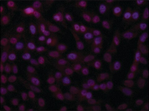 Anti-RCC1 (N-terminal) antibody produced in rabbit ~1.0&#160;mg/mL, affinity isolated antibody