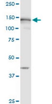 Anti-MSH6 Mouse mAb (1F2) liquid, clone 1F2, Calbiochem&#174;