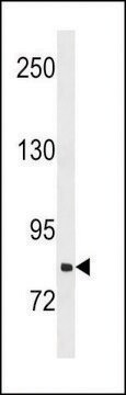 ANTI-SLCO1B3(C-TERMINAL) antibody produced in rabbit affinity isolated antibody, buffered aqueous solution