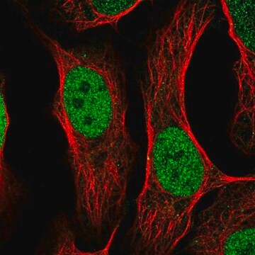 Anti-TFAP2C antibody produced in rabbit Prestige Antibodies&#174; Powered by Atlas Antibodies, affinity isolated antibody