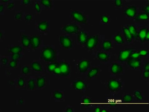 Monoclonal Anti-TCEB3 antibody produced in mouse clone 1F3, purified immunoglobulin, buffered aqueous solution