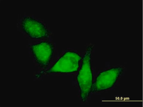 Anti-HDAC6 antibody produced in mouse purified immunoglobulin, buffered aqueous solution