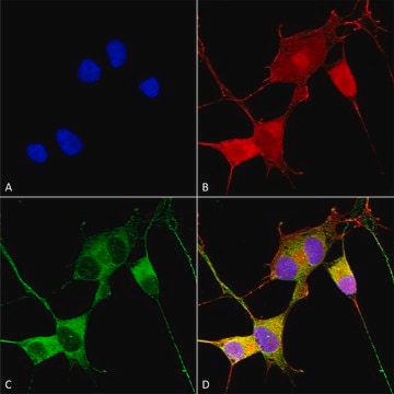 Monoclonal Anti-Mitofusin - Biotin antibody produced in mouse clone S153-5, purified immunoglobulin