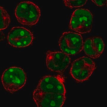 Anti-MNDA antibody produced in rabbit Prestige Antibodies&#174; Powered by Atlas Antibodies, affinity isolated antibody