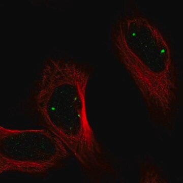 Anti-PRDM15 antibody produced in rabbit Prestige Antibodies&#174; Powered by Atlas Antibodies, affinity isolated antibody