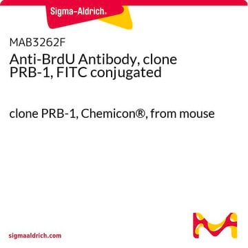 Clone iib5 brdu antibody | Sigma-Aldrich