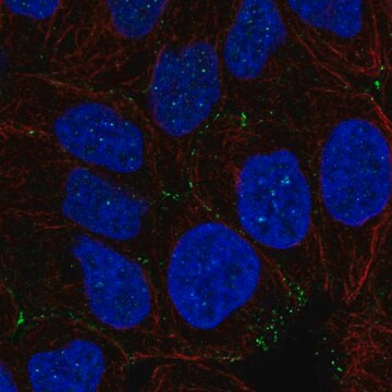 Anti-NHS antibody produced in rabbit Prestige Antibodies&#174; Powered by Atlas Antibodies, affinity isolated antibody