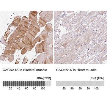 Anti-CACNA1S antibody produced in rabbit Prestige Antibodies&#174; Powered by Atlas Antibodies, affinity isolated antibody, buffered aqueous glycerol solution