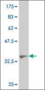 Monoclonal Anti-ALPK2 antibody produced in mouse clone 4E5, purified immunoglobulin, buffered aqueous solution