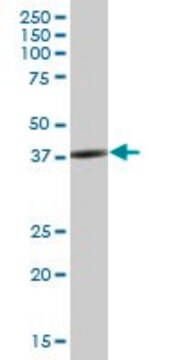 Anti-SH3GL3 antibody produced in mouse IgG fraction of antiserum, buffered aqueous solution