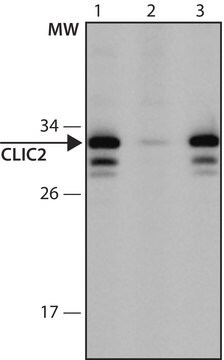 Anti-CLIC2 (233-247) antibody produced in rabbit IgG fraction of antiserum, buffered aqueous solution