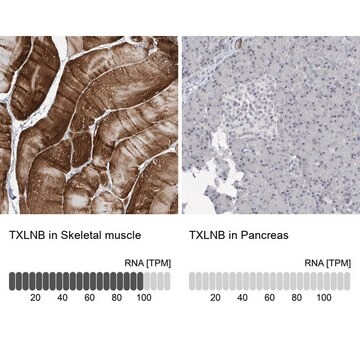 Anti-TXLNB antibody produced in rabbit Prestige Antibodies&#174; Powered by Atlas Antibodies, affinity isolated antibody, buffered aqueous glycerol solution