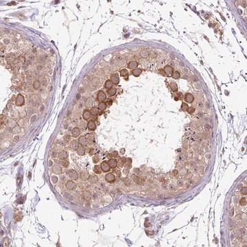 Anti-DYX1C1 antibody produced in rabbit Prestige Antibodies&#174; Powered by Atlas Antibodies, affinity isolated antibody, buffered aqueous glycerol solution