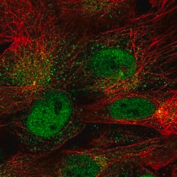 Anti-CDR1 antibody produced in rabbit Prestige Antibodies&#174; Powered by Atlas Antibodies, affinity isolated antibody