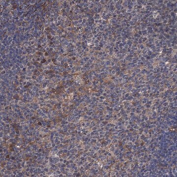 Anti-ARHGAP11A antibody produced in rabbit Prestige Antibodies&#174; Powered by Atlas Antibodies, affinity isolated antibody, buffered aqueous glycerol solution