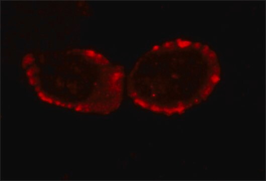 Anti-CD3 &#950; chain antibody, Mouse monoclonal clone ZT-10, purified from hybridoma cell culture