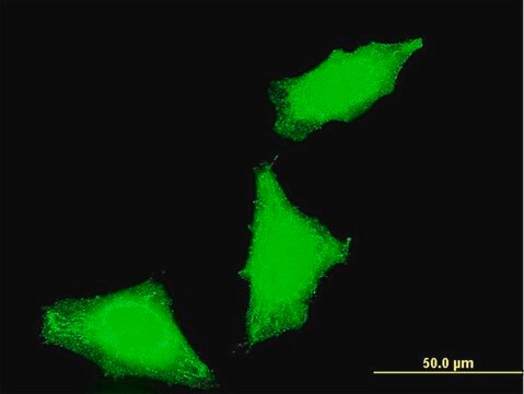 Monoclonal Anti-PPP1R2P3 antibody produced in mouse clone 1H2, purified immunoglobulin, buffered aqueous solution