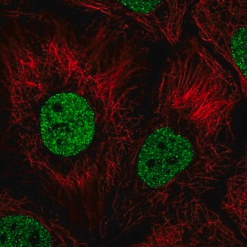 Anti-BNC1 antibody produced in rabbit Prestige Antibodies&#174; Powered by Atlas Antibodies, affinity isolated antibody