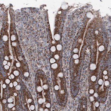 Anti-UCN3 antibody produced in rabbit Prestige Antibodies&#174; Powered by Atlas Antibodies, affinity isolated antibody, buffered aqueous glycerol solution