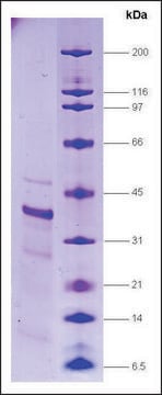 RNA Polymerase II, p33 subunit human recombinant, expressed in E. coli, &#8805;80% (SDS-PAGE)