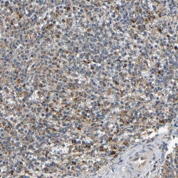 Anti-KAZALD1 antibody produced in rabbit Prestige Antibodies&#174; Powered by Atlas Antibodies, affinity isolated antibody, buffered aqueous glycerol solution