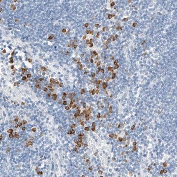 Anti-ARHGAP27 antibody produced in rabbit Prestige Antibodies&#174; Powered by Atlas Antibodies, affinity isolated antibody, buffered aqueous glycerol solution