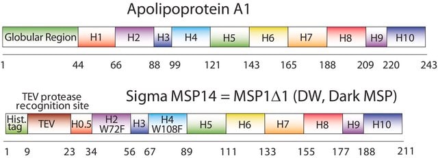 Membrane Scaffold Protein 1D1 DW recombinant, expressed in E. coli, Dark MSP