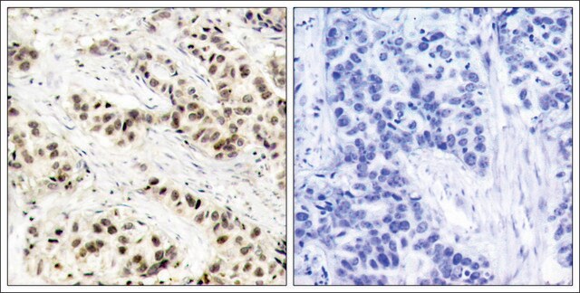 Anti-CDC2 (Ab-15) antibody produced in rabbit affinity isolated antibody