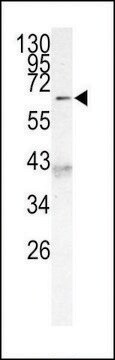 ANTI-AF9 (MLLT3) (C-TERM K486) antibody produced in rabbit IgG fraction of antiserum, buffered aqueous solution