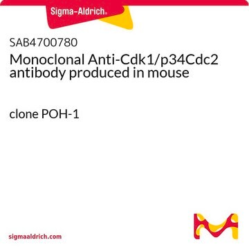 Monoclonal Anti-Cdk1/p34Cdc2 antibody produced in mouse clone POH-1