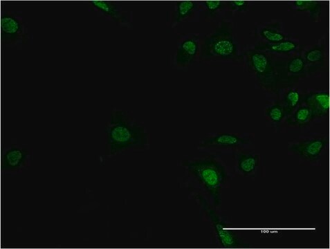 Monoclonal Anti-ADNP, (C-terminal) antibody produced in mouse clone 2C5, purified immunoglobulin, buffered aqueous solution