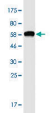 Monoclonal Anti-OTUD6B antibody produced in mouse clone 3H4, purified immunoglobulin