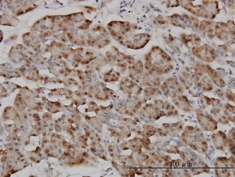 Monoclonal Anti-RANBP5 antibody produced in mouse clone 1C4, purified immunoglobulin, buffered aqueous solution