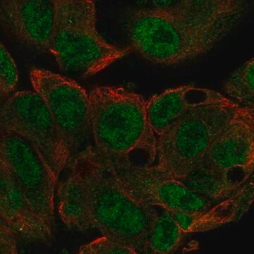 Anti-Mettl3 Antibody Produced In Rabbit Prestige Antibodies&#174; Powered by Atlas Antibodies, affinity isolated antibody, buffered aqueous glycerol solution