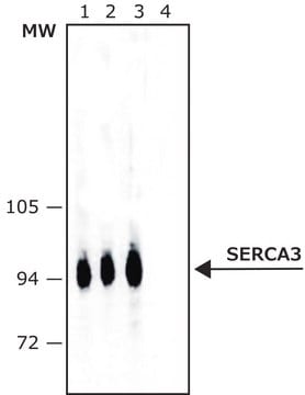 Monoclonal Anti-SERCA3 antibody produced in mouse ~1.0&#160;mg/mL, clone PL/IM430, purified immunoglobulin, buffered aqueous solution