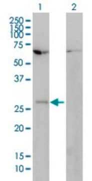 Monoclonal Anti-HOXB7 antibody produced in mouse clone 4F9, purified immunoglobulin, buffered aqueous solution