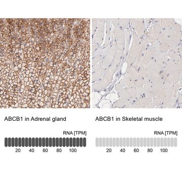 Anti-ABCB1 antibody produced in rabbit Prestige Antibodies&#174; Powered by Atlas Antibodies, affinity isolated antibody, buffered aqueous glycerol solution