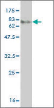 Monoclonal Anti-MKNK1 antibody produced in mouse clone S52, purified immunoglobulin, buffered aqueous solution