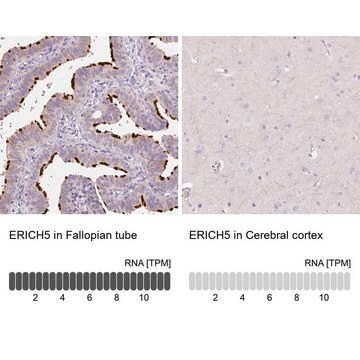 Anti-ERICH5 antibody produced in rabbit Prestige Antibodies&#174; Powered by Atlas Antibodies, affinity isolated antibody, buffered aqueous glycerol solution, Ab1