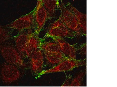 Anti-NF&#312;B Antibody, p65, clone 1G10.2 clone 1G10.2, from mouse