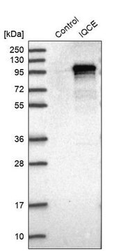 Anti-IQCE antibody produced in rabbit Prestige Antibodies&#174; Powered by Atlas Antibodies, affinity isolated antibody, buffered aqueous glycerol solution