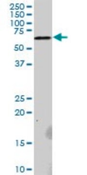 Anti-RNF25 antibody produced in mouse purified immunoglobulin, buffered aqueous solution