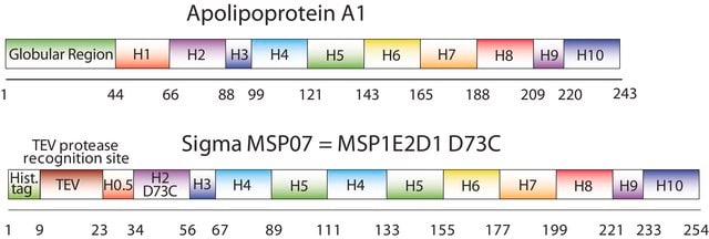 Membrane Scaffold Protein 1E2D1 D73C recombinant, expressed in E. coli, Cysteine substituted at position 73