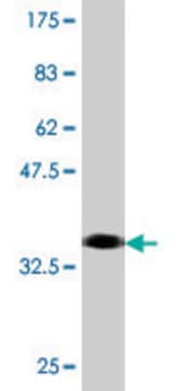 Monoclonal Anti-RRN3 antibody produced in mouse clone 3H5, purified immunoglobulin, buffered aqueous solution