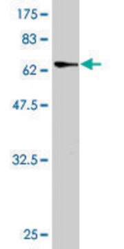 Monoclonal Anti-PARVG antibody produced in mouse clone 4E1, purified immunoglobulin, buffered aqueous solution