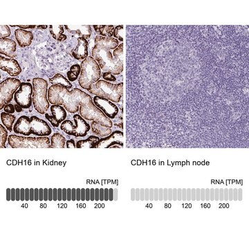 Anti-CDH16 antibody produced in rabbit Prestige Antibodies&#174; Powered by Atlas Antibodies, affinity isolated antibody, buffered aqueous glycerol solution