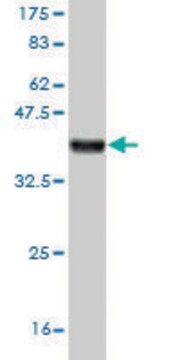 Monoclonal Anti-SEMA7A antibody produced in mouse clone 3D3, purified immunoglobulin, buffered aqueous solution