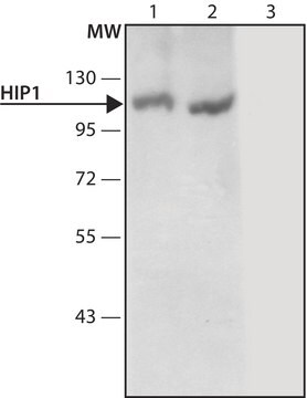 Anti-HIP1 (C-terminal) antibody produced in rabbit ~1.0&#160;mg/mL, affinity isolated antibody